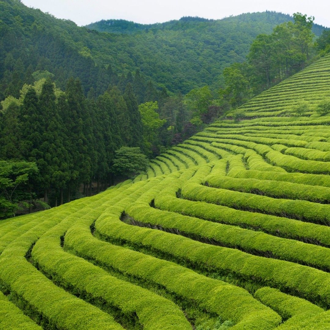 Our Matcha